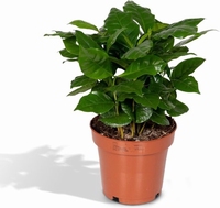 Koffie plant