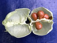 European Bladdernut - Staphylea pinnata