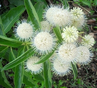 Cephalanthus occidentalis