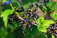 Cassis berry Black currant