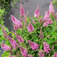 Buddleja BC®Litle Pink - Arbre aux papillons naine