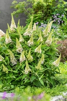 Buddleja BC®Litle White - Zwerg schmetterlingsstrauch